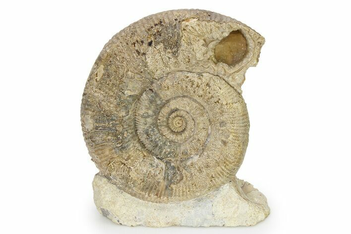 Jurassic Ammonite (Stephanoceras) Fossil - England #316852